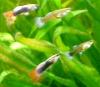 guppy