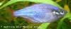 regenbogenfisch