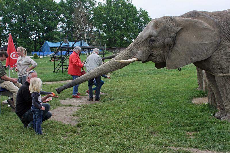 IMG_0302.JPG - Zusammen mit meinem Papa hab ich mich getraut Elefanten zu füttern.